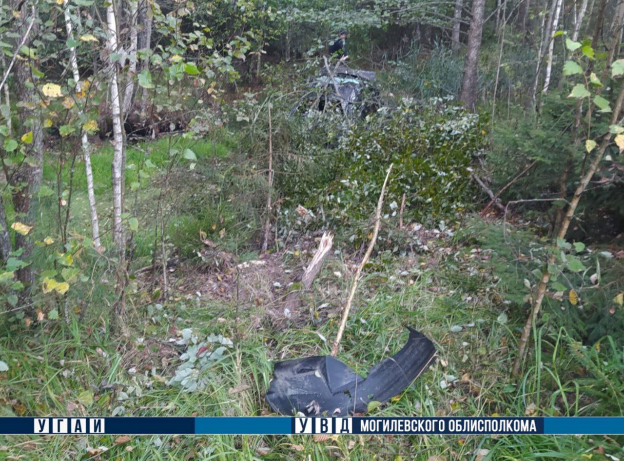 В Беларуси легковушка столкнулась с выбежавшим на дорогу лосем, водитель погибла