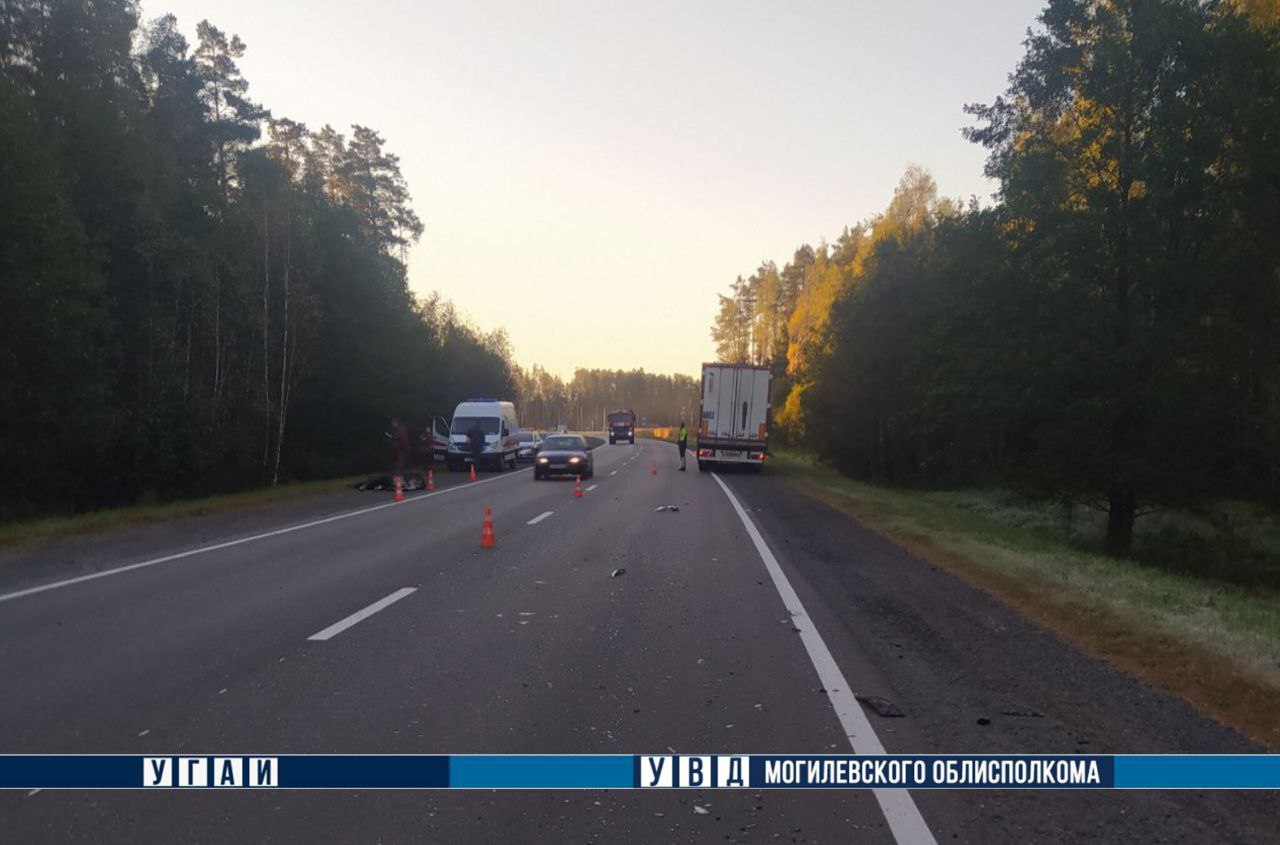 В Беларуси легковушка столкнулась с выбежавшим на дорогу лосем, водитель погибла