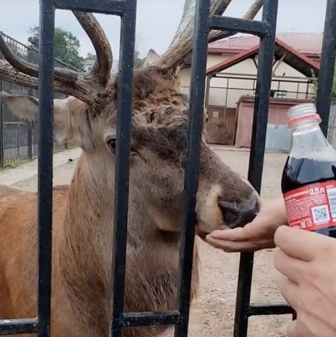 В Беларуси суд вынес приговор мужчинам, таскавшим оленя в зоопарке за рога