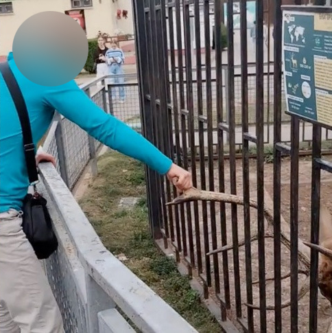 В Беларуси суд вынес приговор мужчинам, таскавшим оленя в зоопарке за рога