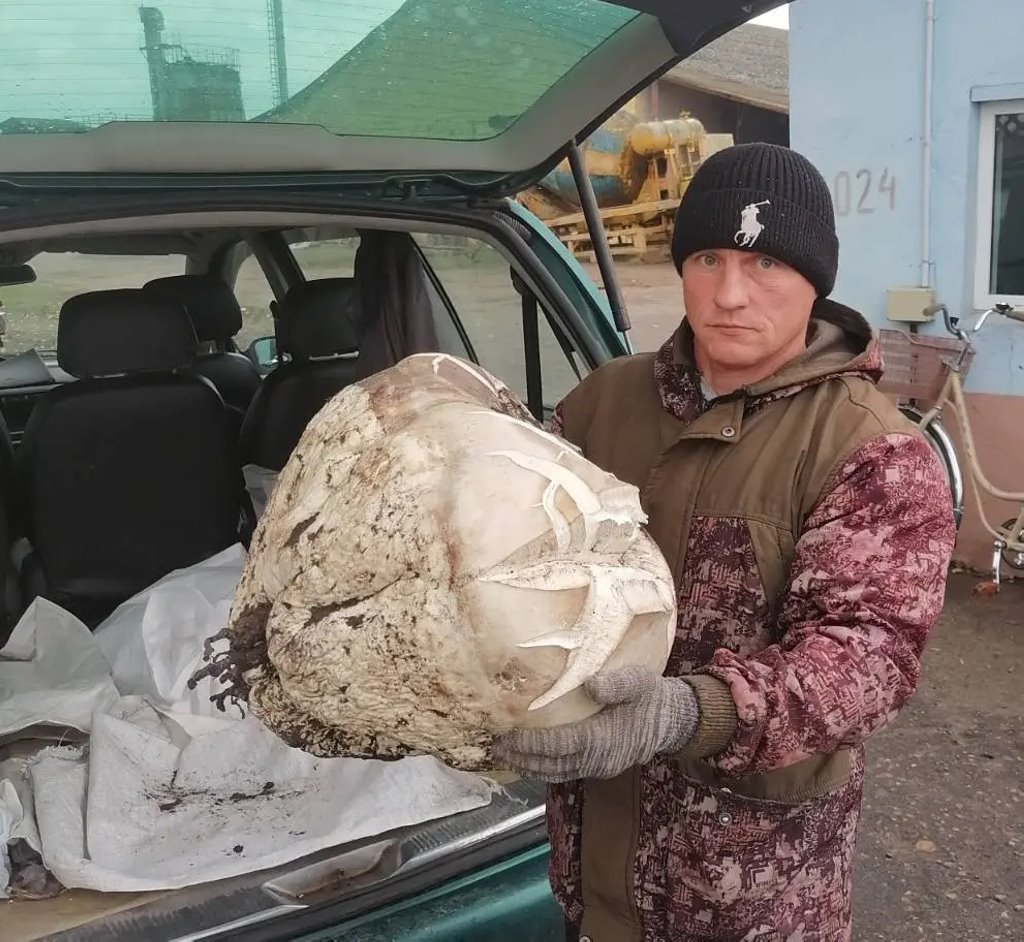 Белорус нашел съедобный гриб весом почти 10 килограммов