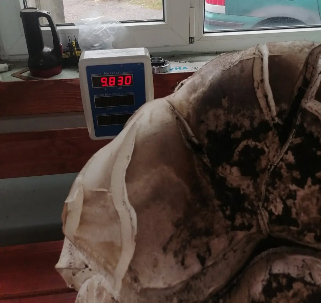 Белорус нашел съедобный гриб весом почти 10 килограммов