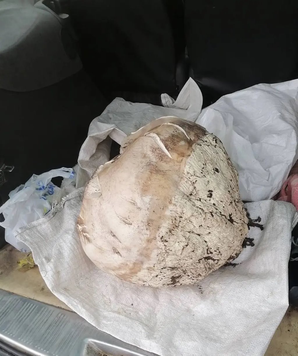 Белорус нашел съедобный гриб весом почти 10 килограммов