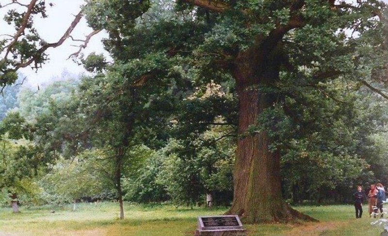 В Кобринском районе появился новый памятник природы