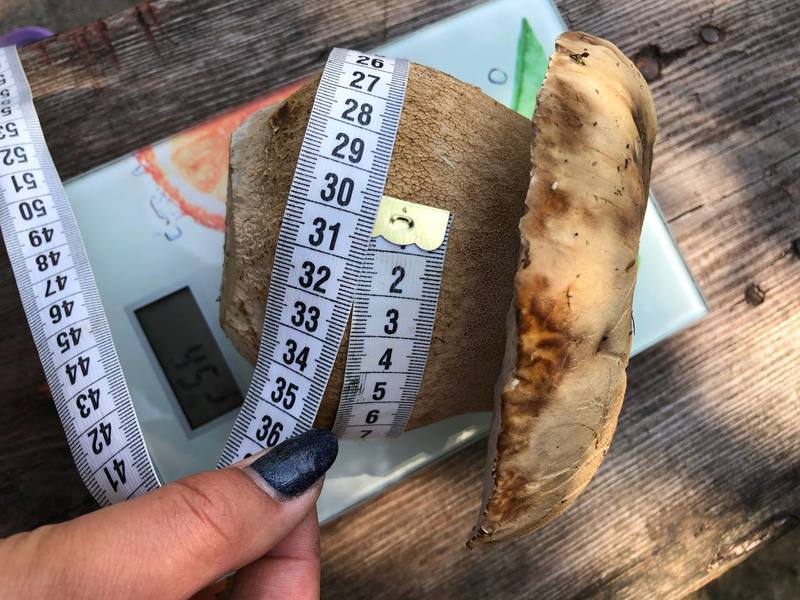 Помидор весом в килограмм! И это не предел − белорусы хвастаются гигантскими дарами лета