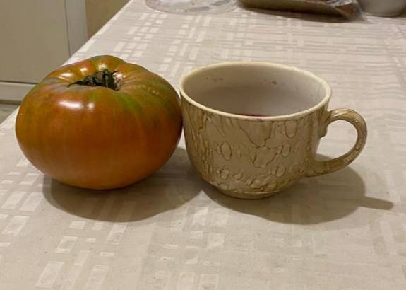 Помидор весом в килограмм! И это не предел − белорусы хвастаются гигантскими дарами лета