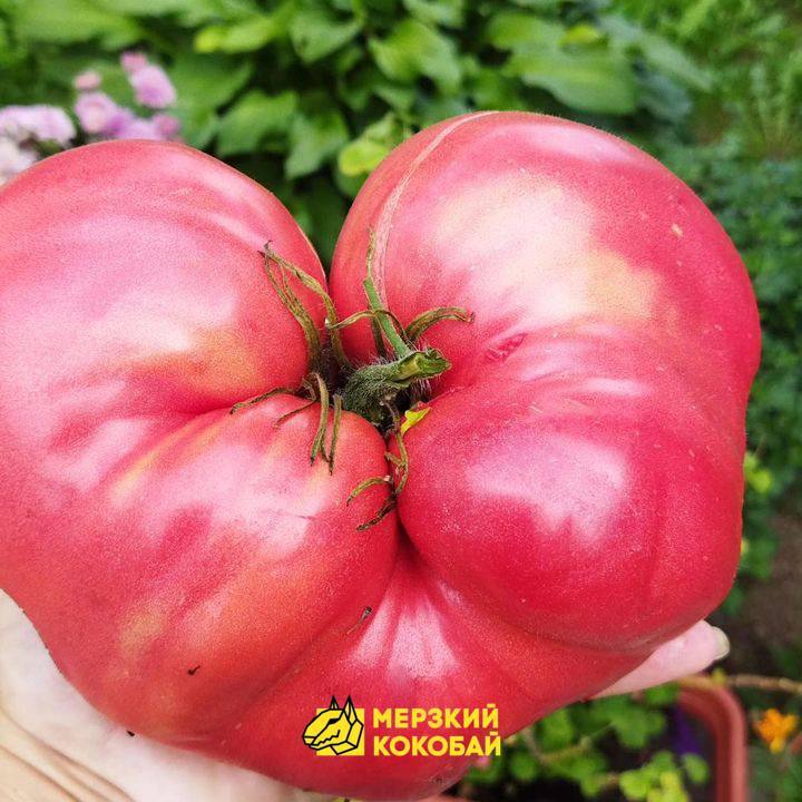 Помидор весом в килограмм! И это не предел − белорусы хвастаются гигантскими дарами лета