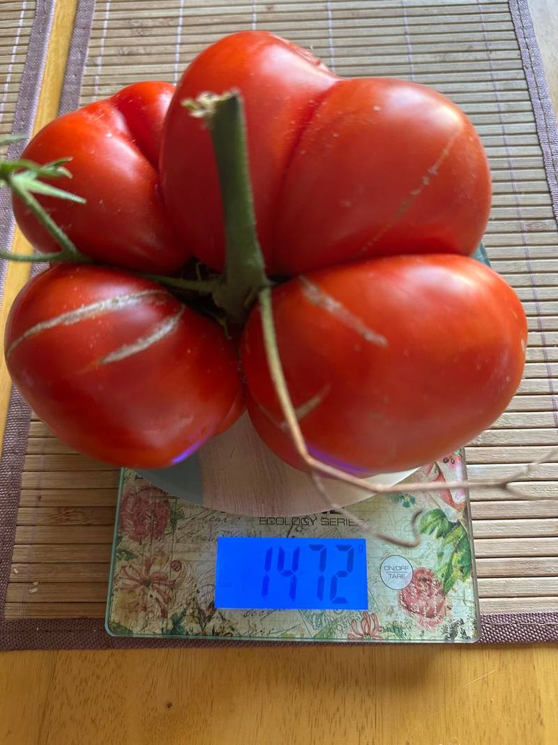 Помидор весом в килограмм! И это не предел − белорусы хвастаются гигантскими дарами лета