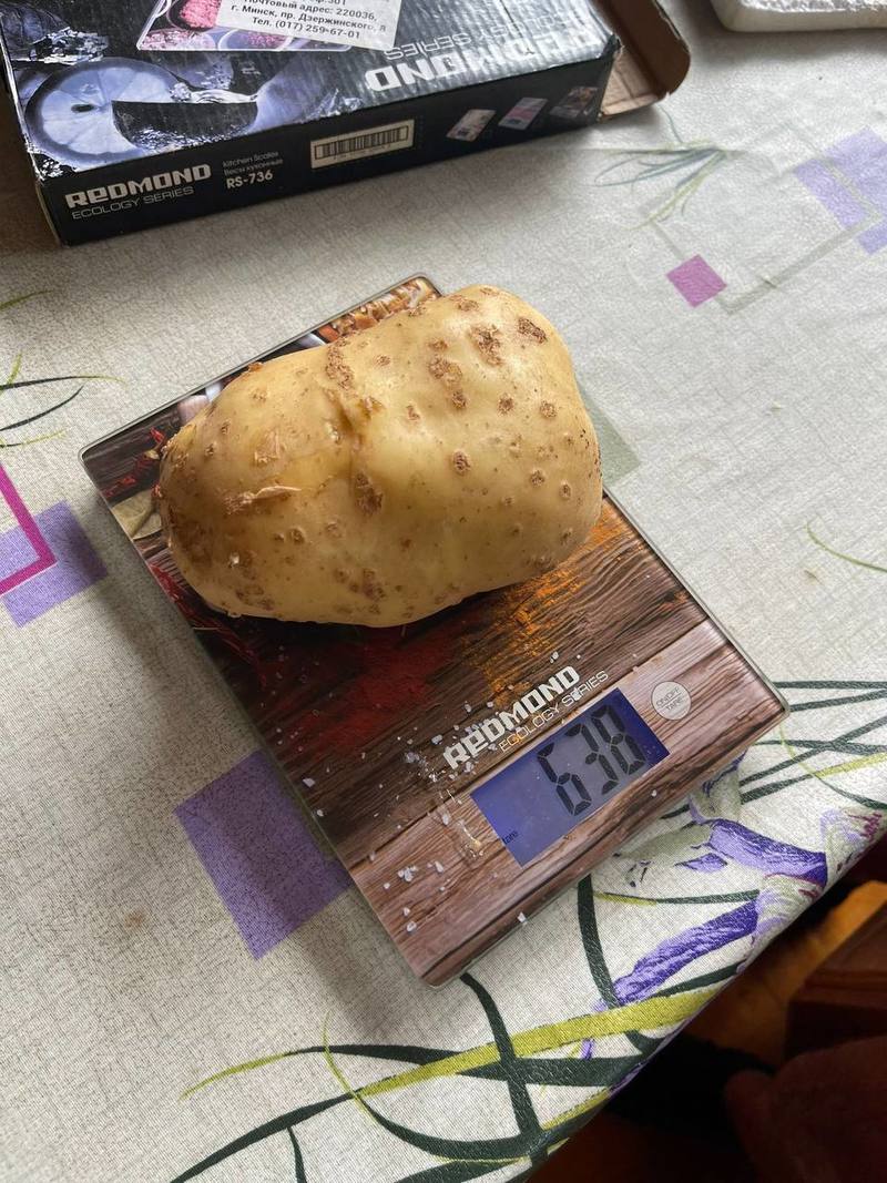 Помидор весом в килограмм! И это не предел − белорусы хвастаются гигантскими дарами лета