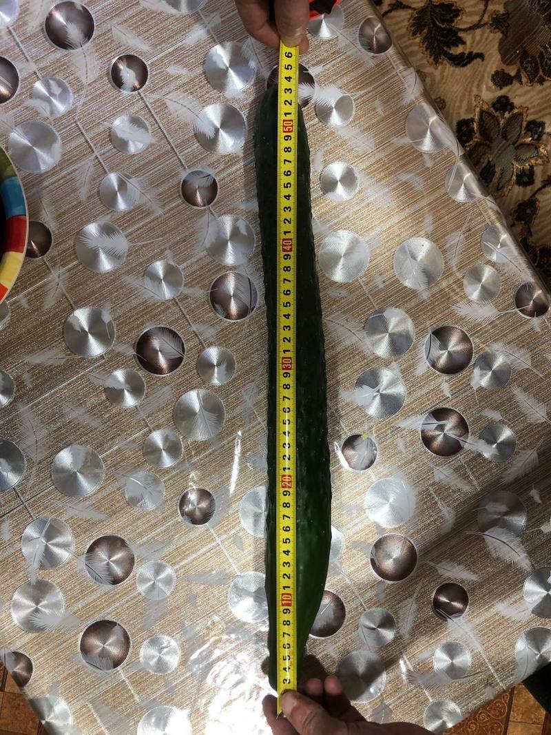 Помидор весом в килограмм! И это не предел − белорусы хвастаются гигантскими дарами лета