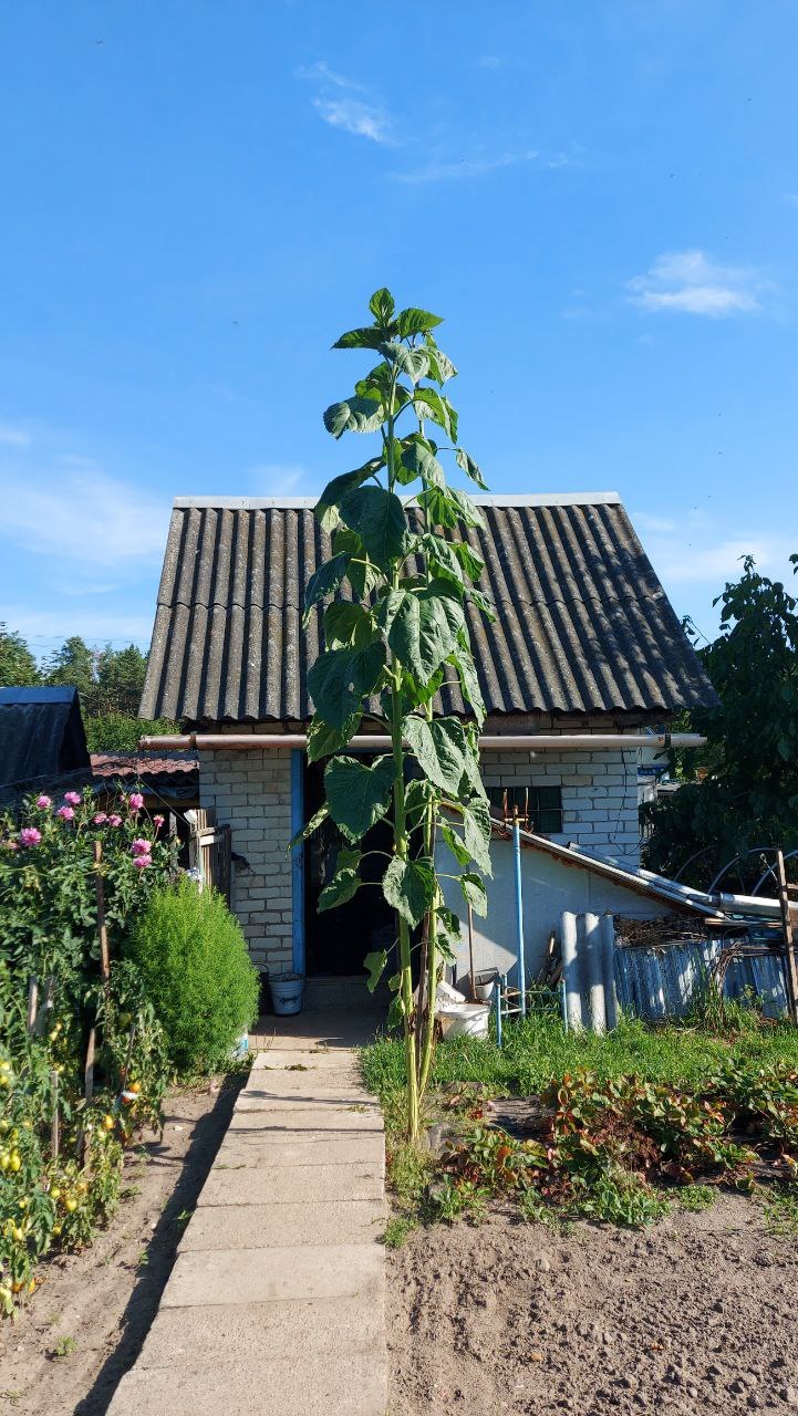 Помидор весом в килограмм! И это не предел − белорусы хвастаются гигантскими дарами лета