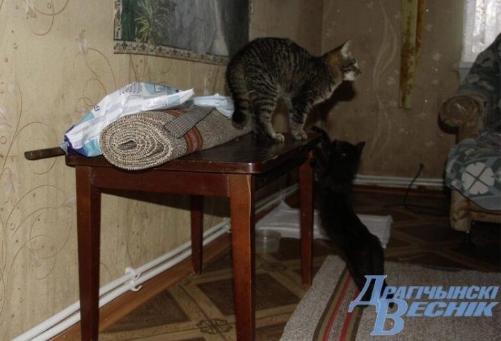 Помощь со всей страны. Как бабушка и ее 30 питомцев привлекли внимание зооволонтеров