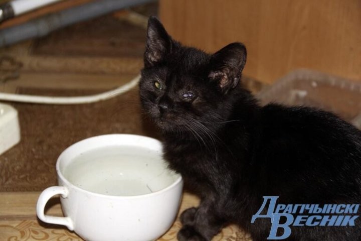 Помощь со всей страны. Как бабушка и ее 30 питомцев привлекли внимание зооволонтеров