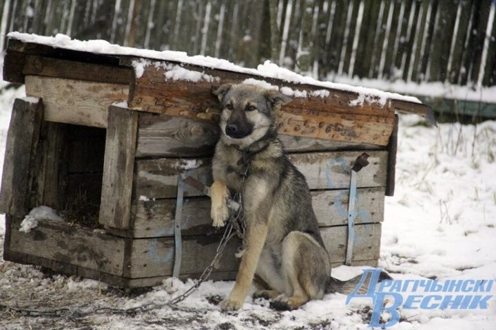 Помощь со всей страны. Как бабушка и ее 30 питомцев привлекли внимание зооволонтеров