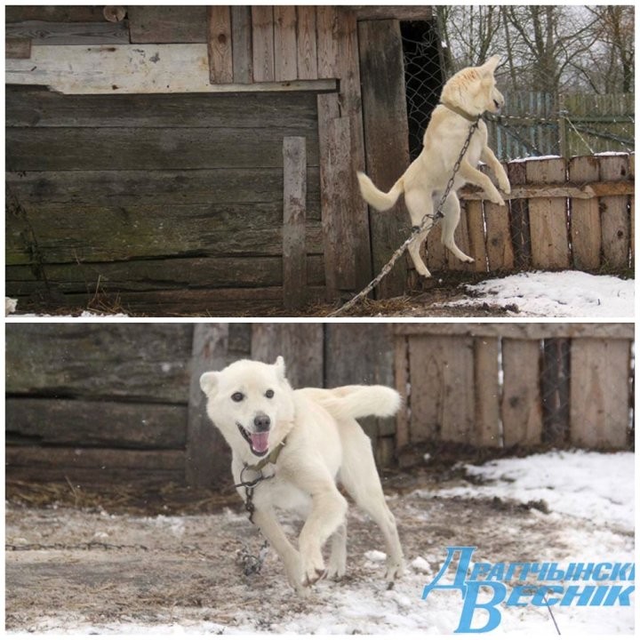 Помощь со всей страны. Как бабушка и ее 30 питомцев привлекли внимание зооволонтеров