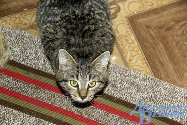 Помощь со всей страны. Как бабушка и ее 30 питомцев привлекли внимание зооволонтеров