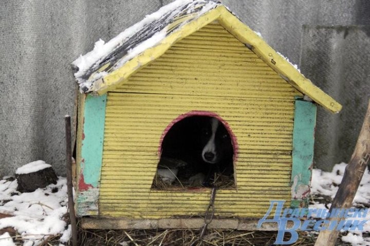 Помощь со всей страны. Как бабушка и ее 30 питомцев привлекли внимание зооволонтеров