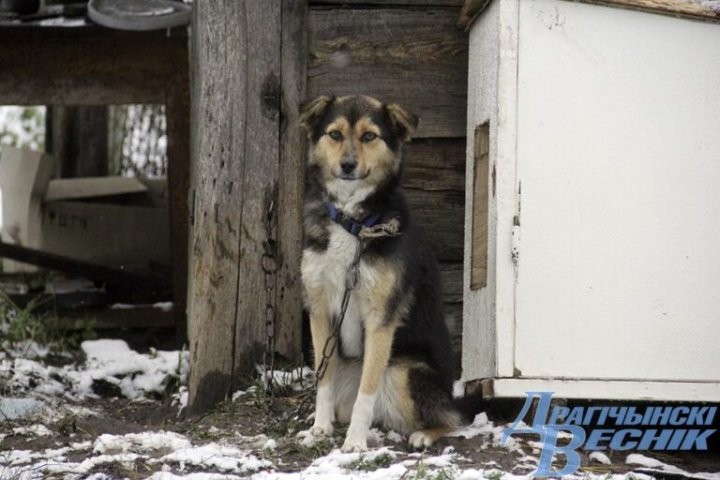Помощь со всей страны. Как бабушка и ее 30 питомцев привлекли внимание зооволонтеров