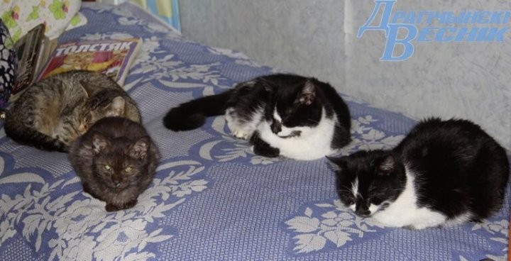 Помощь со всей страны. Как бабушка и ее 30 питомцев привлекли внимание зооволонтеров