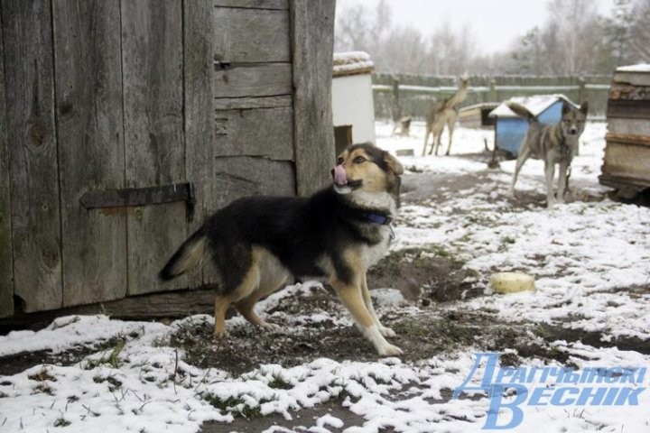 Помощь со всей страны. Как бабушка и ее 30 питомцев привлекли внимание зооволонтеров