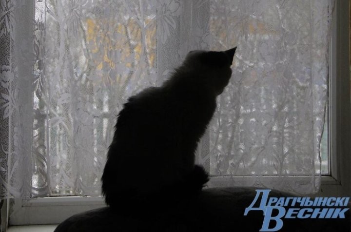 Помощь со всей страны. Как бабушка и ее 30 питомцев привлекли внимание зооволонтеров