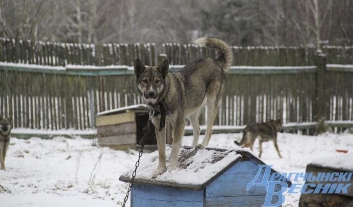 Помощь со всей страны. Как бабушка и ее 30 питомцев привлекли внимание зооволонтеров