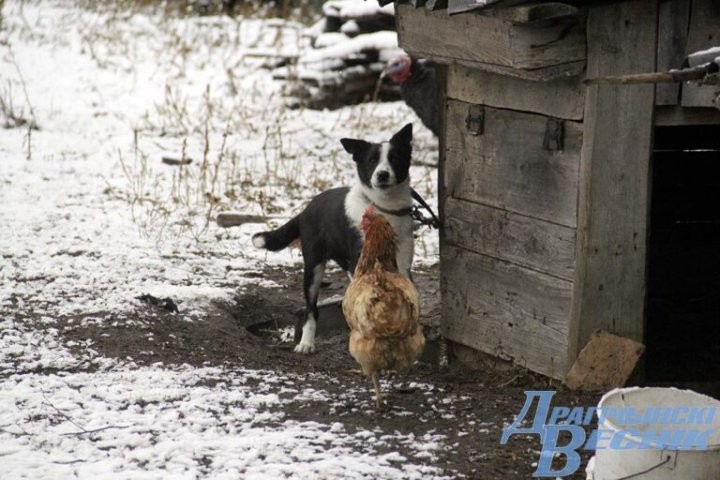 Помощь со всей страны. Как бабушка и ее 30 питомцев привлекли внимание зооволонтеров