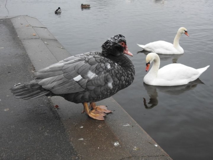 Редкую северную морскую утку заметили в Бресте
