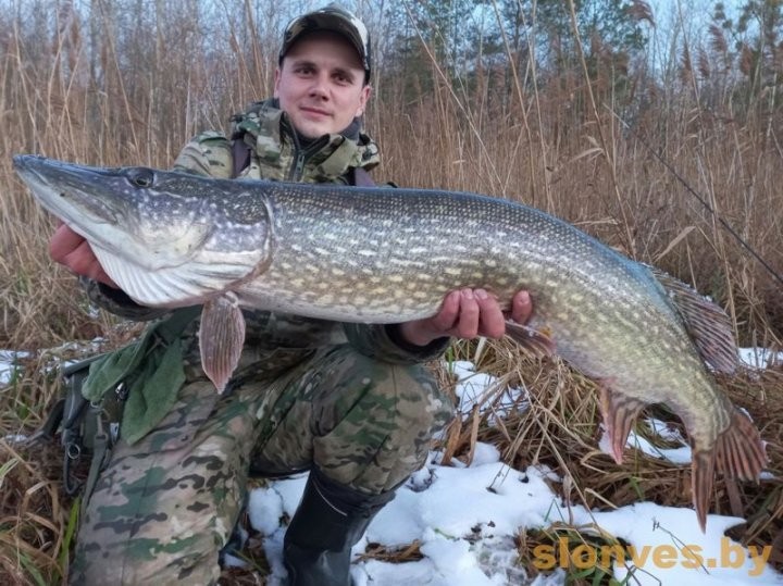 Огромную щуку поймал житель Брестской области