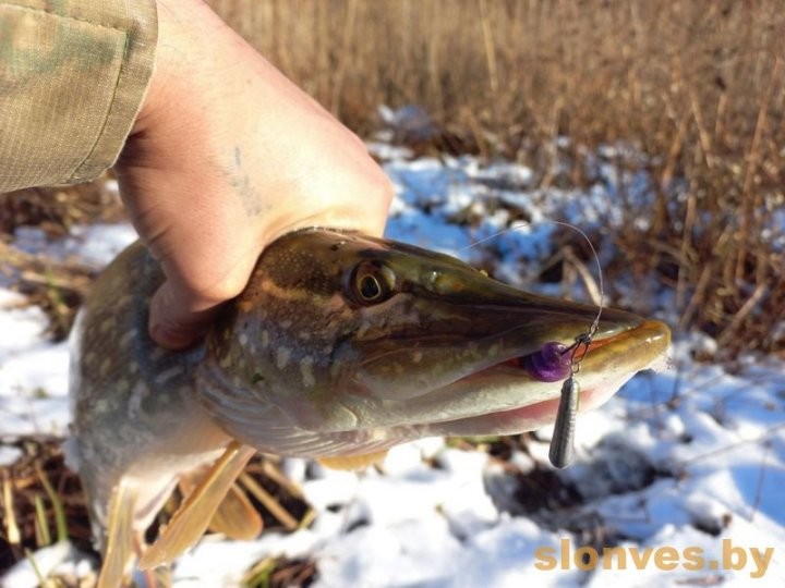 Огромную щуку поймал житель Брестской области