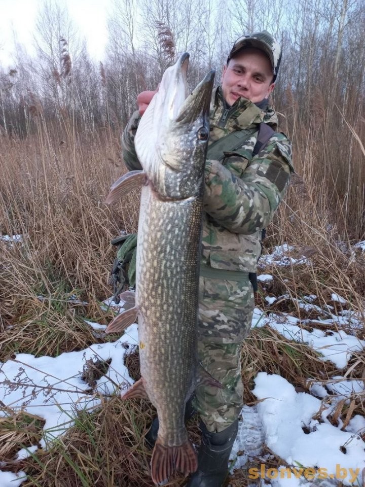 Огромную щуку поймал житель Брестской области