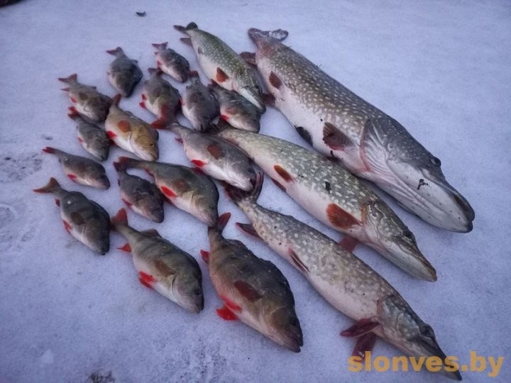 Огромную щуку поймал житель Брестской области