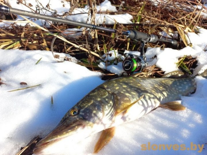 Огромную щуку поймал житель Брестской области
