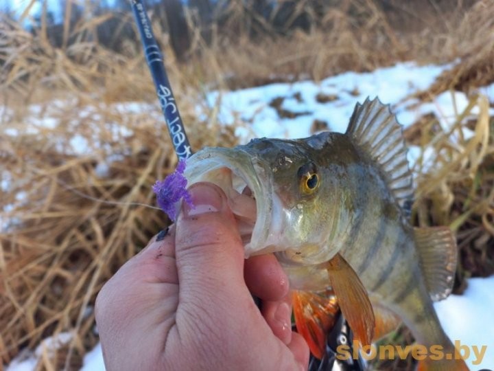 Огромную щуку поймал житель Брестской области