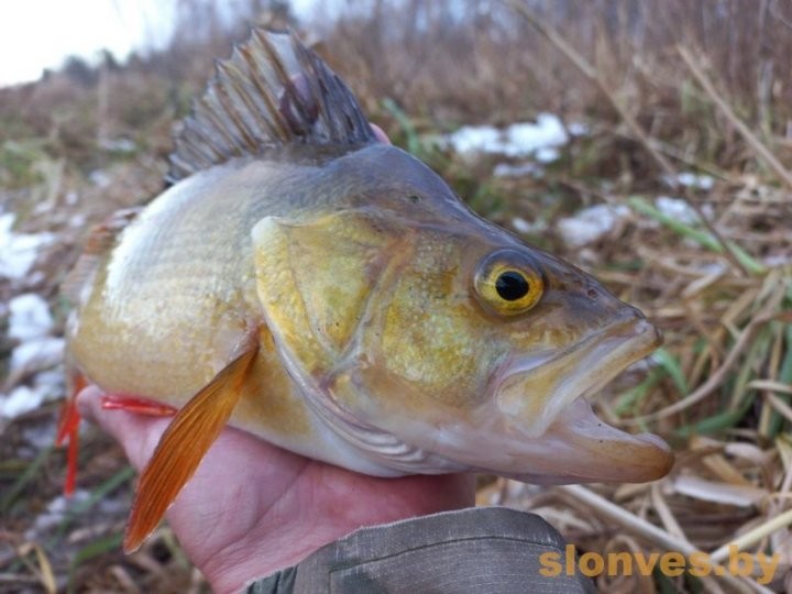 Огромную щуку поймал житель Брестской области