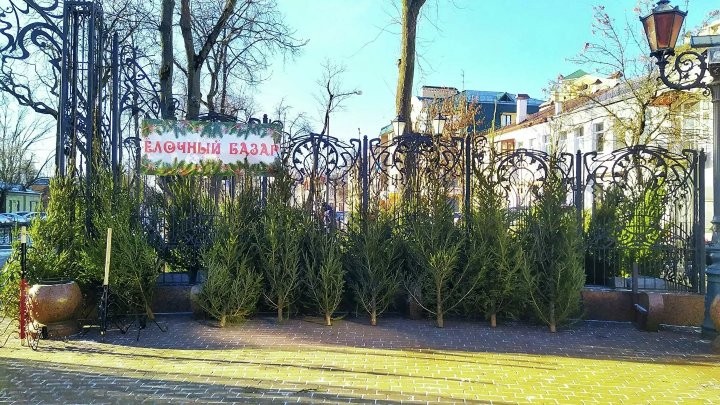 Сколько стоит живая елка в Бресте и где ее купить?