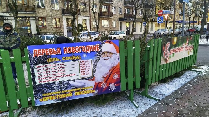 Сколько стоит живая елка в Бресте и где ее купить?