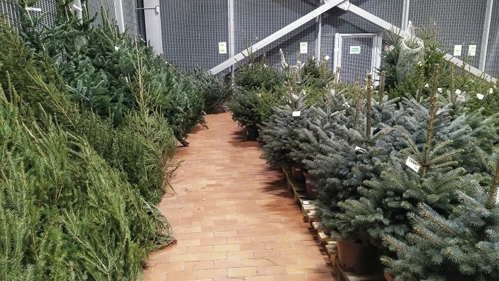 Сколько стоит живая елка в Бресте и где ее купить?