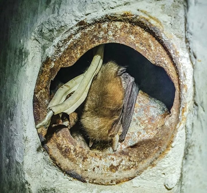 Фото Национальный парк «Беловежская пуща»