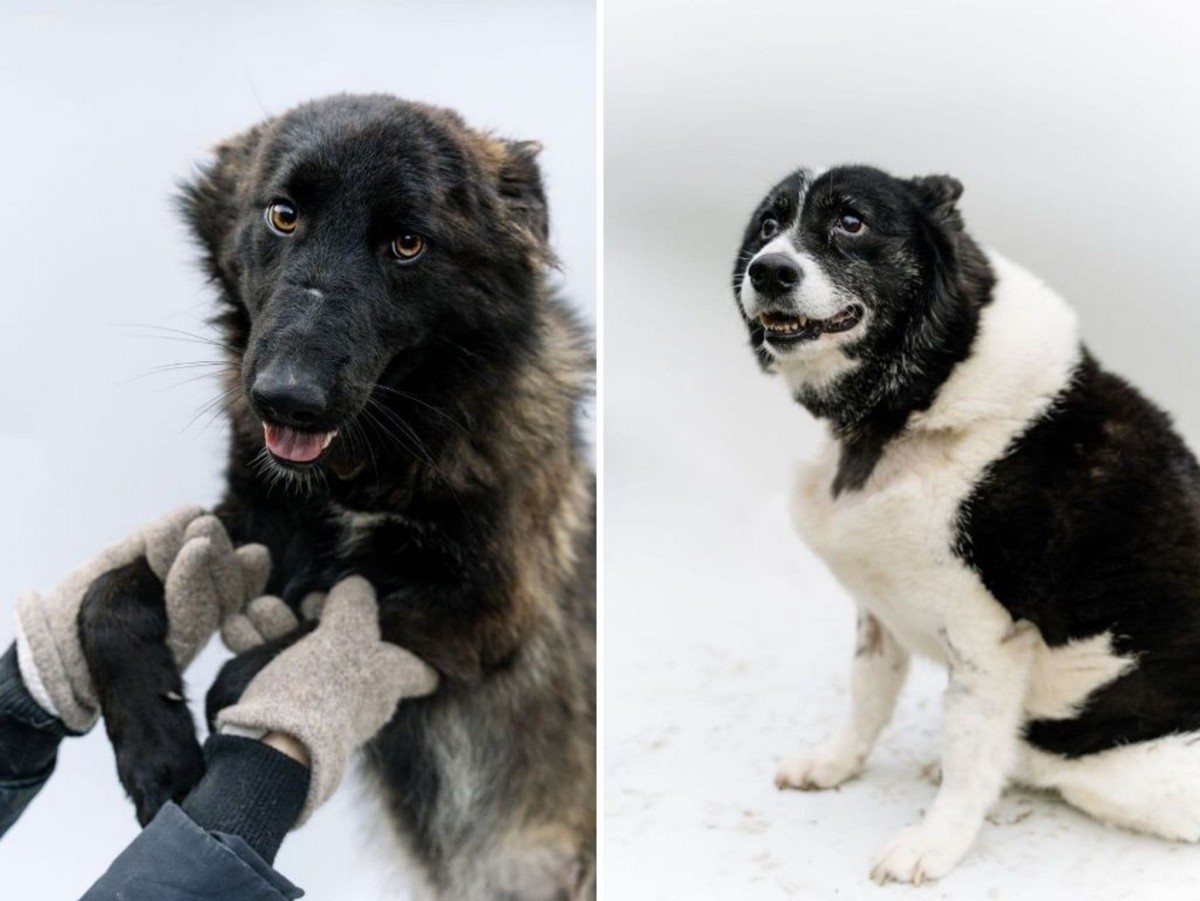 «Это было очень по-человечески». Зооцентры «Доктор Хвостов» и «ГлаМуррр» подвели итоги благотворительной акции в помощь бездомным животным