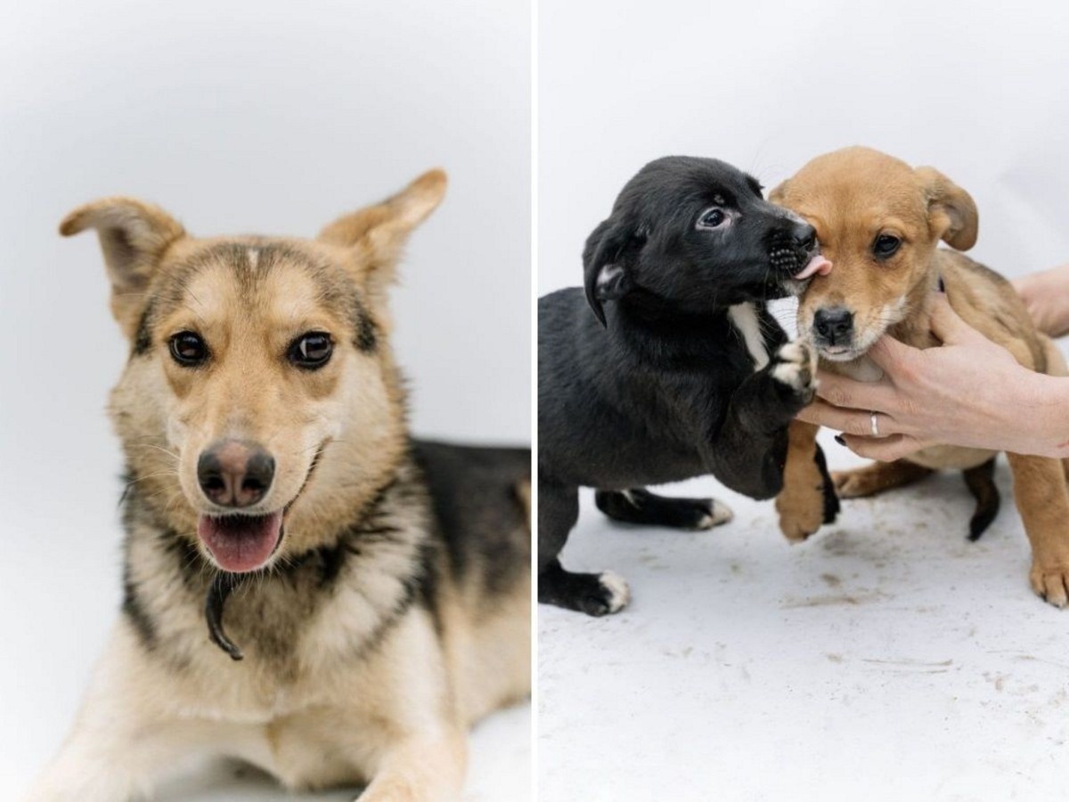 «Это было очень по-человечески». Зооцентры «Доктор Хвостов» и «ГлаМуррр» подвели итоги благотворительной акции в помощь бездомным животным