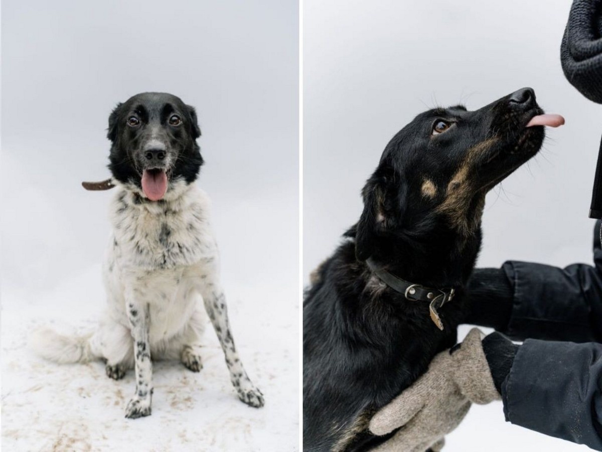 «Это было очень по-человечески». Зооцентры «Доктор Хвостов» и «ГлаМуррр» подвели итоги благотворительной акции в помощь бездомным животным