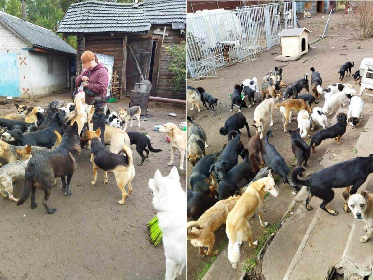 «Это было очень по-человечески». Зооцентры «Доктор Хвостов» и «ГлаМуррр» подвели итоги благотворительной акции в помощь бездомным животным
