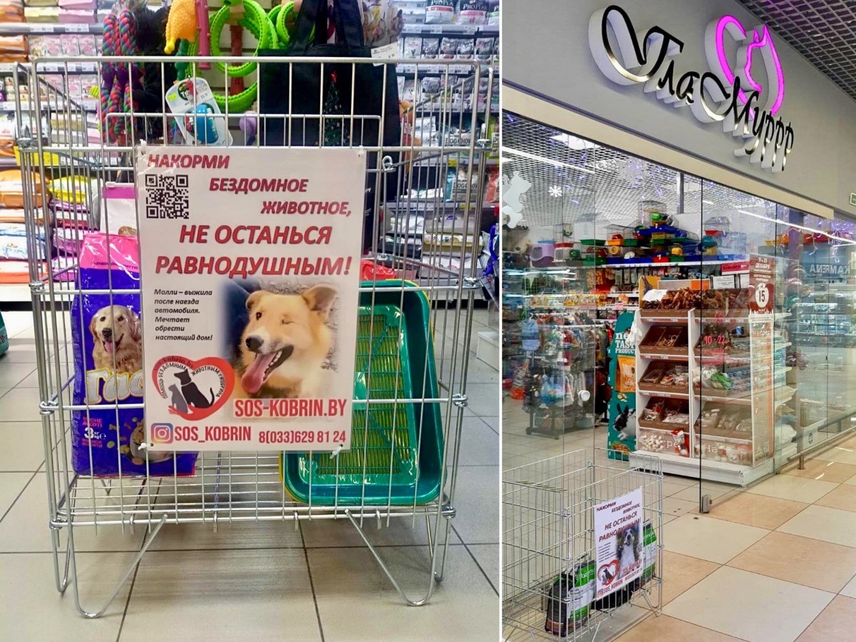 «Это было очень по-человечески». Зооцентры «Доктор Хвостов» и «ГлаМуррр» подвели итоги благотворительной акции в помощь бездомным животным