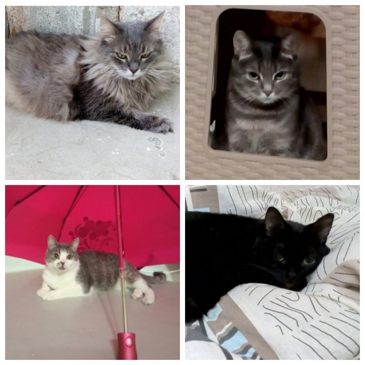 Брестская область. Истории о том, как бездомные животные обрели семью