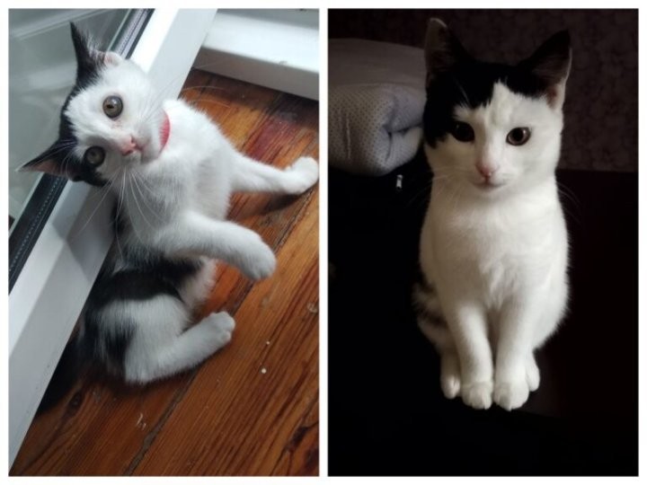 Брестская область. Истории о том, как бездомные животные обрели семью