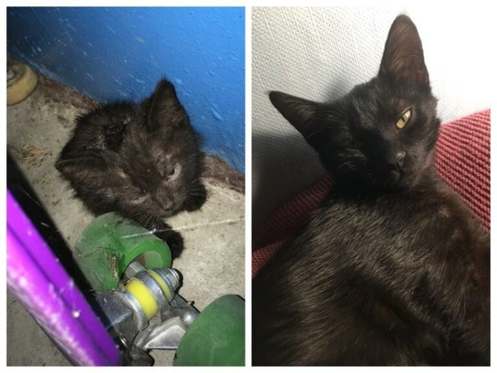 Брестская область. Истории о том, как бездомные животные обрели семью