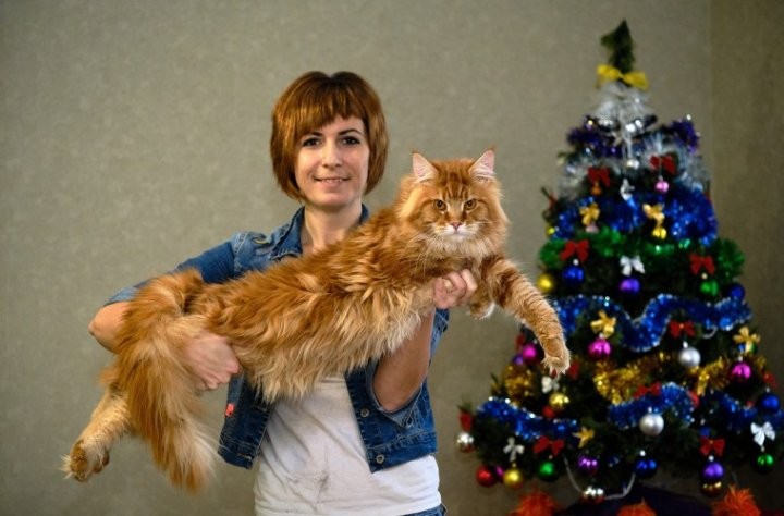 Познакомились с редкими породами кошек у жителей Березовского района