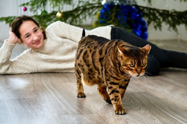 Познакомились с редкими породами кошек у жителей Березовского района