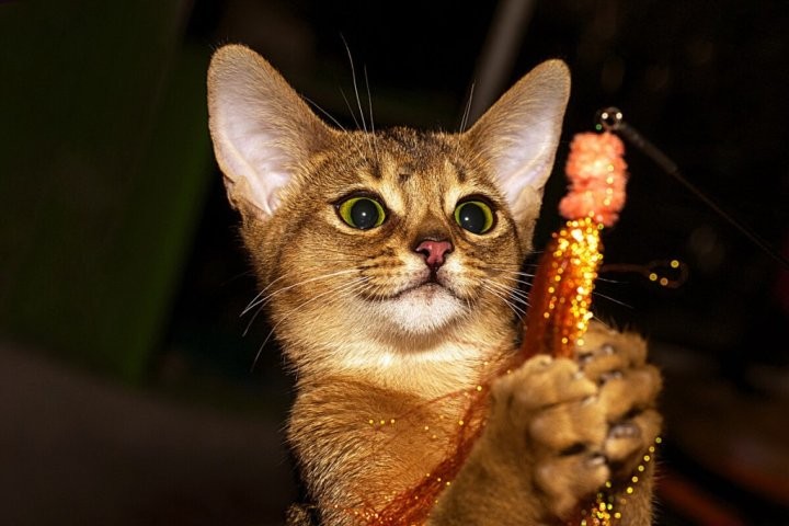 Познакомились с редкими породами кошек у жителей Березовского района